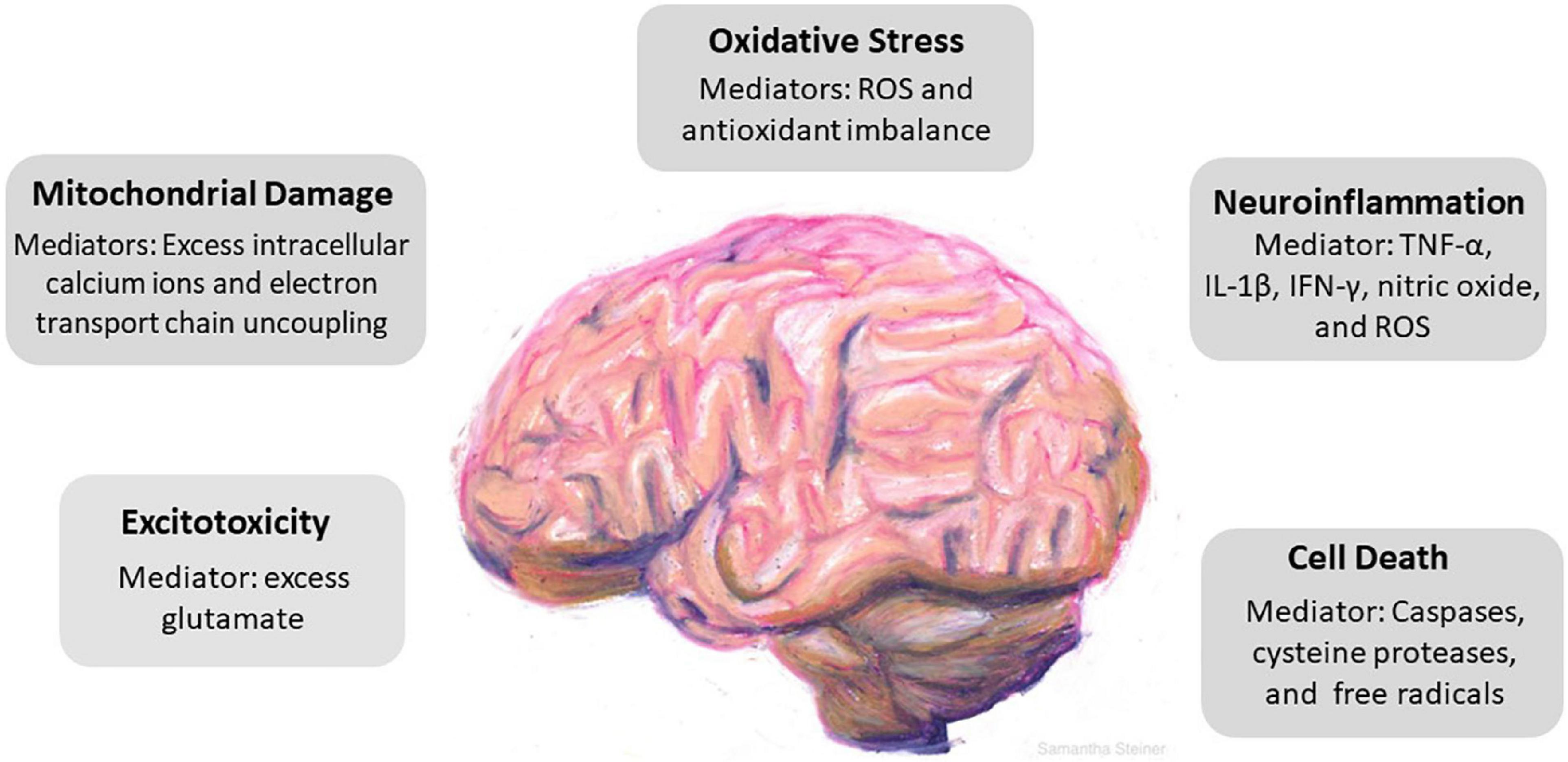 Traumatic brain injury: Mechanisms, manifestations, and visual sequelae
